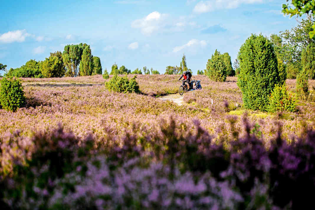 Mountainbike-Reise mit Kind durch die Lüneburger Heide – durchs lila Blütenmeer