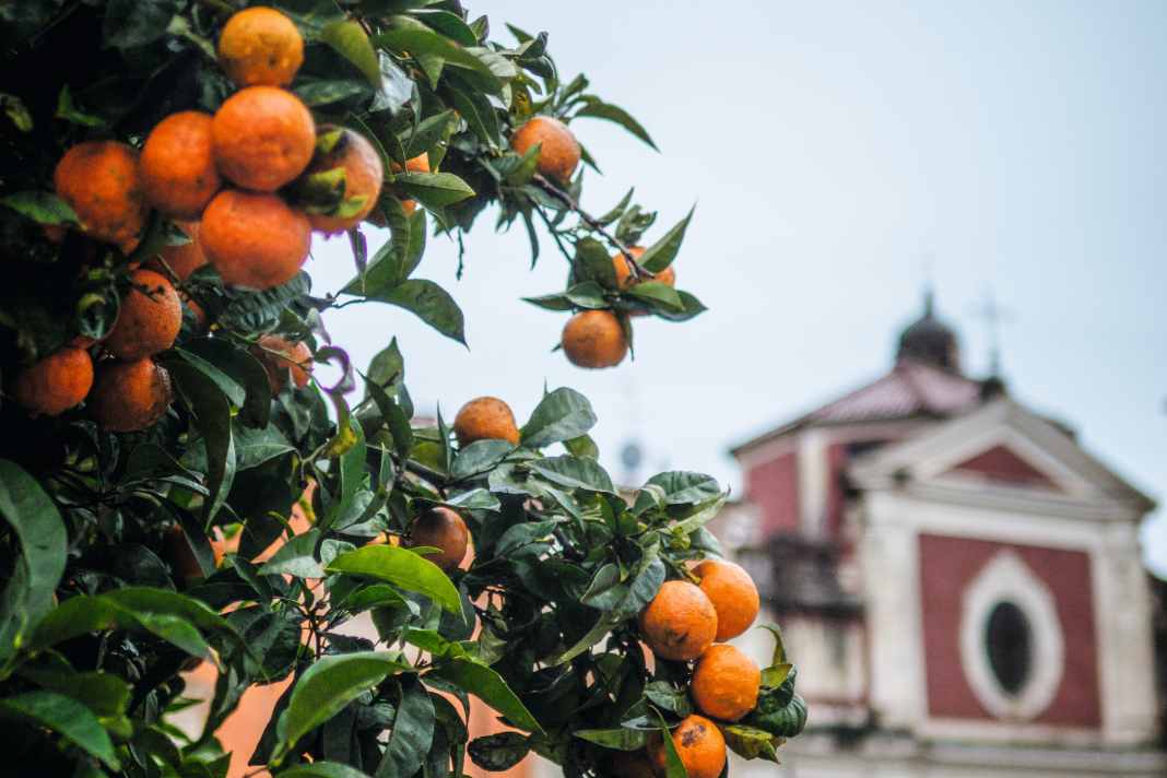 Piazza degli Aranci: Auf dem Marktplatz von Massa spenden Orangenbäume Schatten und Früchte.