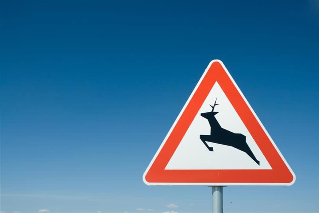 250.000 Wildunfälle pro Jahr gehen auf das Konto von Auto- und Motorradfahrern. 30 Unfälle wurden mit Radfahrern gezählt.