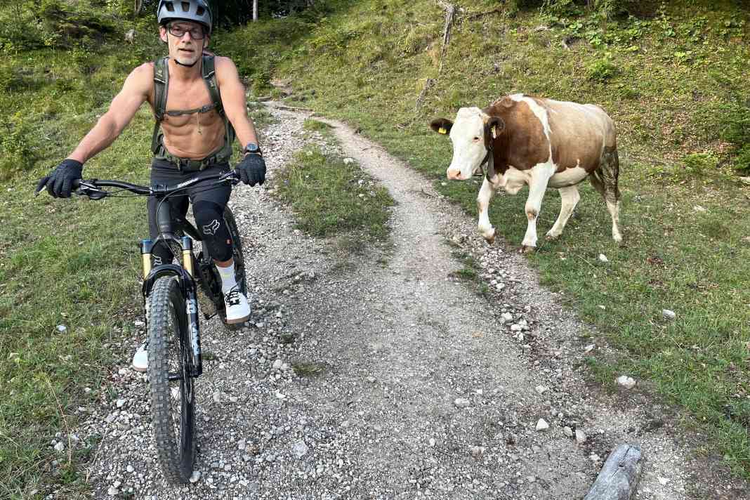 Oh Oh! Die Kuh läuft entschlossen auf Redakteur Dimi zu...