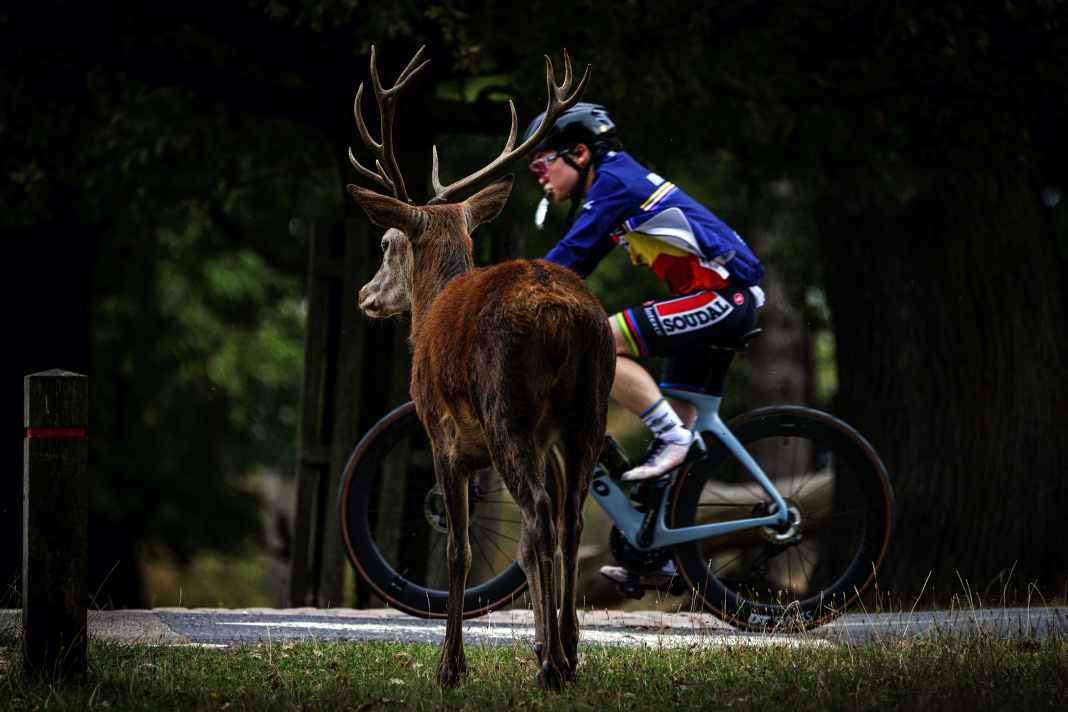 Auch Rennradfahrer und Gravelbiker können bei ihren Touren auf Wildtiere treffen