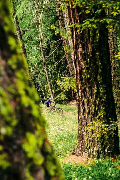   Sobald der Trail in den Wald eintaucht, geht's dem Ende zu. Doch da der Pfad immer wieder ein paar Meter hochklettert, stehen am Ende der Fahrt drei Stunden auf der Uhr.