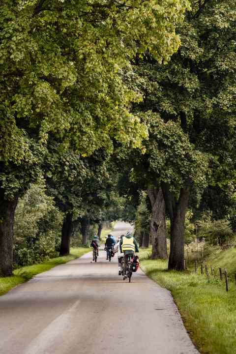 Wenig Verkehr, stattliche Alleebäume: Radfahren in den Masuren ist Entspannung pur.