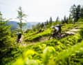 Der legale Trail ist das Ziel: Drei Tage durch die Wälder zwischen Baiersbronn und Sasbachwalden - mehr braucht man eigentlich nicht.
