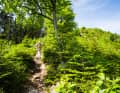 Die Trails rund um Baiersbronn haben durchaus sportlichen Charakter.