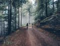 Im Wald wartet mystische Stimmung