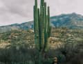Großer grüner Kaktus: Die Saguaro-Kakteen in Arizona sind extrem beeindruckend. Exemplare wie dieses Prachtstück sind mehrere Hundert Jahre alt. Der Größenvergleich mit BIKE-Reporter Henri Lesewitz zeigt, wie riesig die Saguaro-Kakteen werden können.