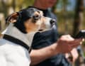 Dreamteam: Hund Oreo (links) und Jasper Jauch (rechts).