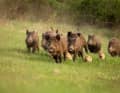 Futterstellen für Wildschweine sollte man in der Dämmerung auf jeden Fall umfahren. Vor allem, wenn Frischlinge dabei sind.