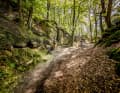 Der Schnellert-Downhill im Müllerthal ist Teil einer offiziellen Mountainbike-Strecke. Ein kurzer Abschnitt der Tour führt auch über den Wanderweg Müllerthal-Trail – bei einer Begegnung ans freundliche „Moien“ denken!