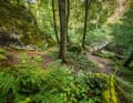 Ein kurzer Abschnitt der Tour führt auch über den Wanderweg Müllerthal-Trail – hier ist äußerste Rücksicht auf Wanderer angesagt! Auch wenn auf dem Schnellert freie Bahn war. Eine Abfahrt, die Teil einer offiziellen MTB-Strecke ist.