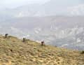 Berge in allen Himmelsrichtungen - nur die Trails muss man erst mal finden. Auf alten Schäferpfaden brausen wir ins Tal.