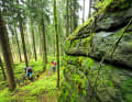 Etappe 1: Der Anstieg zur Hohen Matze zieht sich auf Singletrails durch einen idyllischen Wald.