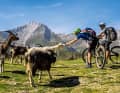 Ziegen und Kühe gehören in den Pyrenäen zum Landschaftsbild. Manche Tiere sind zutraulich und freuen sich über menschlichen Besuch, wie die Ziegen am Col de Cantau.