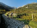 Weinberg-Idylle am Monte Zugna: Kaum vorstellbar, dass diese Region noch vor 100 Jahren unter schwerem Artilleriefeuer stand.