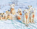 Unverwüstliche Schlittenhunde - sie garantieren ein pünktliches Ankommen durch Schnee und Eis