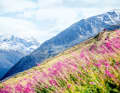Livigno Flowtrail