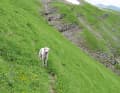 Ein Hund als spontaner Begleiter: die steilen Wiesenhänge am Monte Banditello hoch und auf

 der anderen Talseite wieder runter. Dort muss ihn sein Herrchen später abholen.