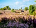 Mountainbike-Reise mit Kind durch die Lüneburger Heide – durchs lila Blütenmeer