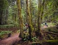 Northshore in Kanada: Epische Mountainbike Trails