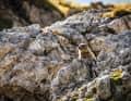 Suchbild: Ein neugieriger Beobachter versteckt sich zwischen den Felsen.