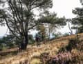 Bikepark Willingen und Trailground Brilon an einem Tag: Die beiden Highlights im Sauerland lassen sich in einer 60-Kilometer-Runde verbinden.