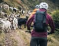 Immer im Einsatz für guten Käse: Eine Hundertschaft Ziegen beherrscht den Trail.