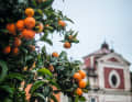 Piazza degli Aranci: Auf dem Marktplatz von Massa spenden Orangenbäume Schatten und Früchte.