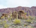 Die Saguaro-Kakteen stehen wie gigantische Säulen in der Landschaft.