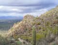 Kakteen dicht an dicht: Die typische Vegetation rund um Tucson.