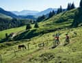 Die "Transalp Dahoam" ist eigentlich aus einer Not heraus entstanden, als die Grenzen gen Süden geschlossen waren.