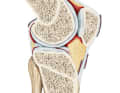 Ein Knie ist mit Knochen, Bändern, Muskeln und jeder Menge anderer Teile hochkomplex. Mountainbiker sollten die wichtigsten Regeln für die Knie-Gesundheit kennen.