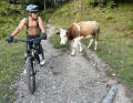 Der Biker (Dimi) bleibt stehen. Jetzt passierts: Die Kuh setzt an...