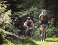 Der Schwarzwald ist perfektes Gravelbike-Revier: Waldwege, kleine Pfade und wenn es sein muss auch Schotterpisten.