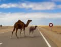Bei uns laufen Rehe über die Straßen, in der Sahara begegnet Wiebke Lühmann Dromedaren.