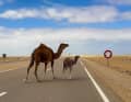Dromedar-Crossing: Bei uns springen Rehe ab und zu mal über die Straße, in der Sahara trifft Wiebke Dromedare.