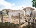 Neugierig: Charolais-Rinder am Wegesrand