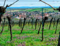 Blick vom Wweinberg zum Herrnbaumgarten