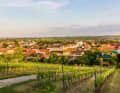Blick auf Poysdorf über den Weinberg