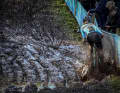Die Belgierin Alicia Franck in Aktion während des Rennens der Elite-Frauen bei der Europameisterschaft im Cyclocross am Sonntag, den 05. November 2023, in Pontchateau, Frankreich.