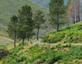 Einsames Centro: Auf den Straßen durch die Serra da Estrela begegnet einem über Stunden keine Menschenseele.