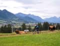 Tour 3 führt über die Grenze ins Ostallgäu, hier bei Trauchgau