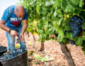 Tradition: Die oft harte und mühselige Arbeit der Winzer prägt die Landschaft.