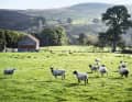 Steinmauern, Schafe, schmale Straßen, Moorland – das kann nur in England sein