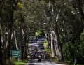 Das Peloton der 8. Santos Women's Tour Down Under 2024, 1. Etappe, 93,9 km von Hahndorf nach Campbelltown.