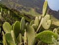 Aus Amerika stammende verwilderte Kakteen fühlen sich wohl im sonnig-trocken Süden Teneriffas.