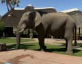 ... oder der Elefant, der regelmäßig zum Pool eines Campingplatzes kommt, um zu trinken.