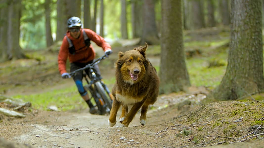 "Paws & Wheels" und das Biken mit dem Hund