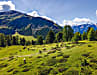 Alp da Munt: Nicht nur die Rinder genießen  den Sommer auf dieser Sonnenterrasse. Im Val Müstair wird nachhaltige Viehwirtschaft betrieben.