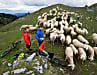 In Slowenien hat die Schafherde Vorfahrt